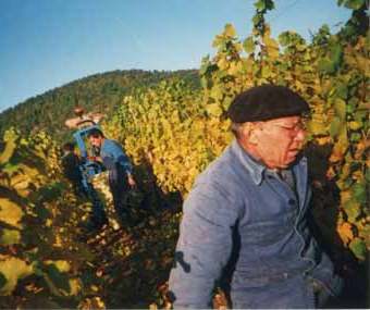 vendanges3.jpg